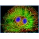 Scientific Imaging